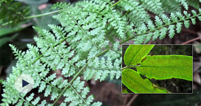 �״��ڌ����l(f��)�F(xi��n)��ӛ�������¶���ˡ��]ɽ����Ŀ��