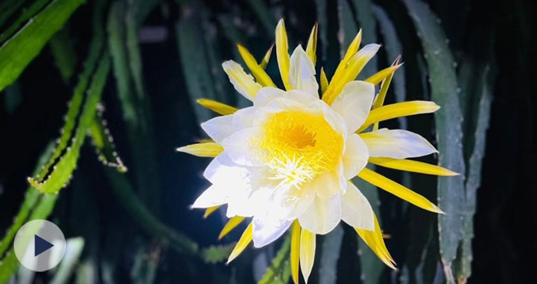 ��ҹ�_���Ļ���������Ҋ�^�������硰�һ�һ�F(xi��n)��