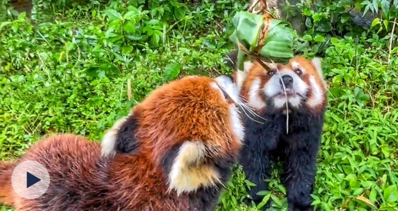 �������ӳԵÚg������Ұ������@��С����Ҳ�^����