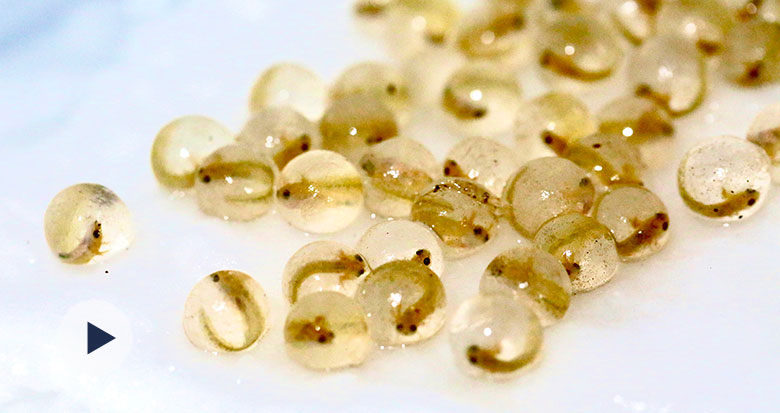 ܛ���ֿɐ�(��i)�����������(zh��n)����󢌚���Q����