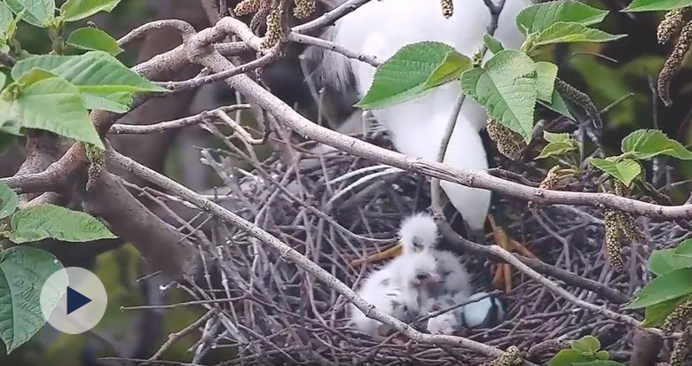 �(zh��n)�������@��������4ֻС��������