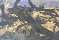 Ů���ؿڲ�16ֻ�������뾳 �W(w��ng)�ѣ�đ��̫����