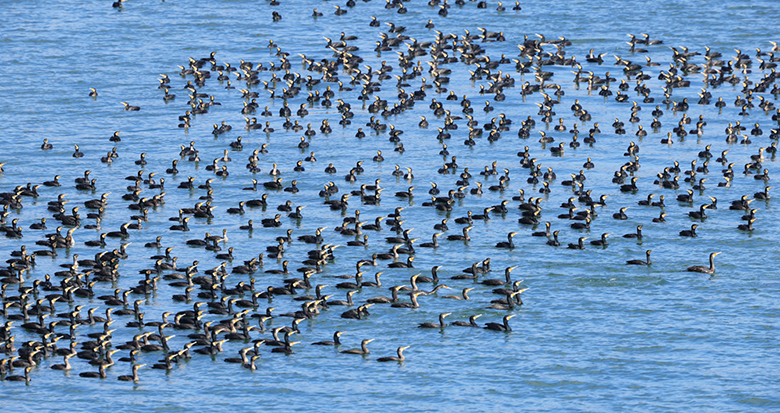 �R�\��܊Խ��÷ɽ��