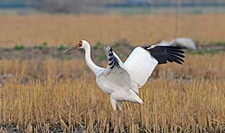 ���B(ni��o)�лʯ�����Q�F(xi��n)��Ҧ��